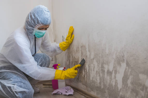 Why You Should Choose Our Mold Remediation Services in Ipswich, SD